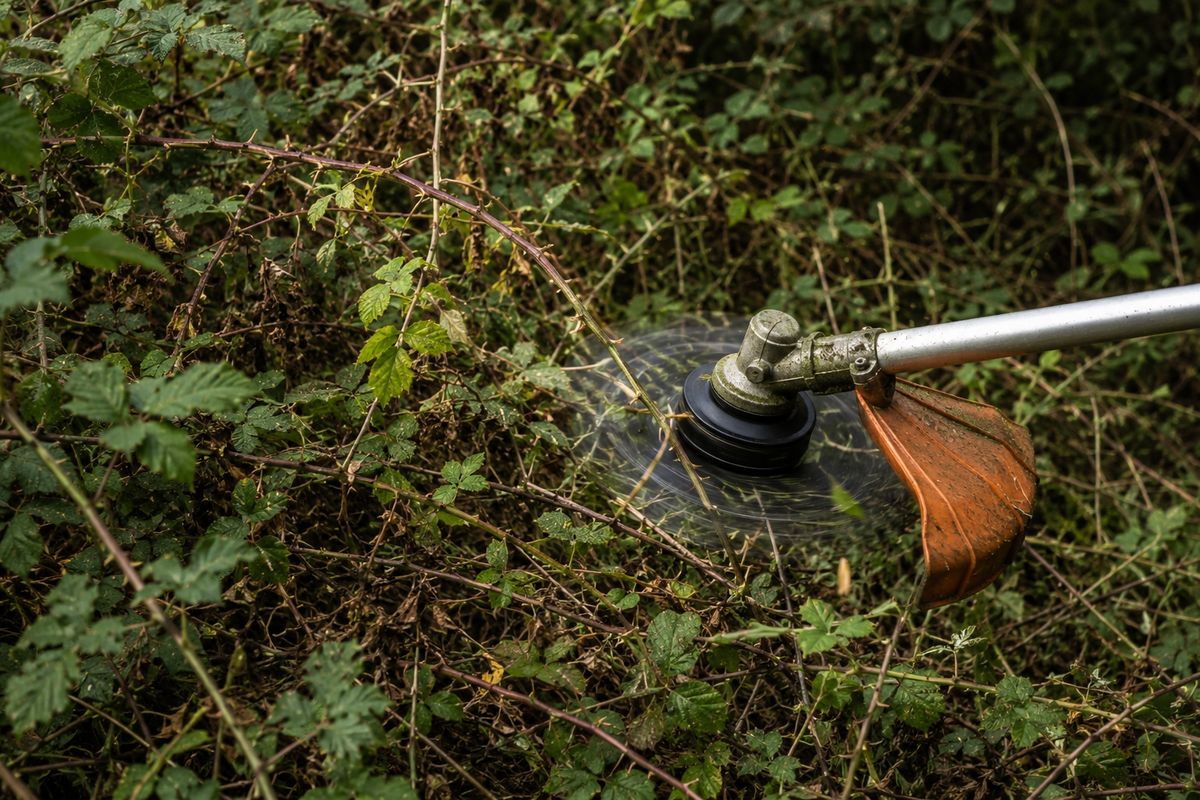 Débroussaillage d'un terrain envahi